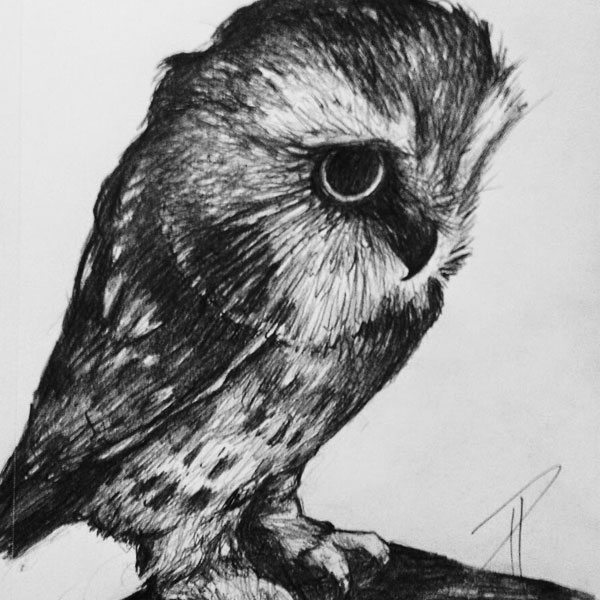Owl Sketch